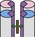 This photo shows the from-scratch design of an oxygen transport protein buries hemes in a bundle of protein columns (alpha helices) linked by loops into a candelabra geometry.