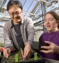 Jean Greenberg, associate professor of molecular genetics and cell biology, and Ho Won Jung, post-doctoral scholar in molecular genetics and cell biology at the University of Chicago, examine plants used in an experiment that discovered crucial steps in the process of plant immunity. With their collaborators, they discovered that azelaic acid primes the plant’s defenses to bacterial infection. It also stimulates the production of AZ11, a protein the researchers discovered that helps prime the plant’s immune system.