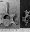 Normal wolf vertebra at left; deformed vertebra at right.