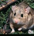 A packrat, also known as a woodrat, from the Great Basin of Utah is surrounded by mildly toxic juniper leaves that make up much of its diet. When climate warming eliminated juniper trees from what is now the Mojave Desert between 18,700 and 10,000 years ago, packrats there had to eat much more toxic creosote bushes, which replaced juniper. A University of Utah study has scanned the genetic blueprint of packrats from the Great Basin and the Mojave, and has narrowed to 24 candidate genes the search for genes that produce enzymes allowing Mojave packrats to eat poisonous creosote resin.