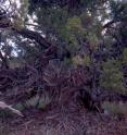 Packrats in Utah's Great Basin built and live in this "midden" beneath a juniper tree, their major if slightly toxic food source. Pollen preserved in ancient middens showed packrats -- also called woodrats -- throughout the US Southwest once ate juniper leaves, but as the climate warmed between 18,700 and 10,000 years ago, packrats in what is now the Mojave Desert were forced to eat invading creosote bushes, which are much more toxic than juniper. University of Utah researchers are zeroing in on the detoxification genes that allow modern Mojave woodrats to eat creosote.