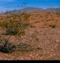 Creosote bushes like those shown here replaced juniper trees in what now is the Mojave Desert as climate warmed between 18,700 and 10,000 years ago. Woodrats in the Mojave had to switch from a juniper diet to a more toxic creosote diet. A study led by University of Utah biologist Denise Dearing has narrowed the hunt for detoxification genes that let the packrats eat creosote.