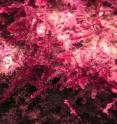 Image shows the red seaweed <i>Callophycus serratus</i>, which produces a large group of chemicals to protect itself against fungus infection.
