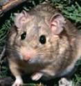 A woodrat in Utah's Great Basin is surrounded by toxic juniper leaves, which is much of its diet.