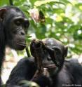 Utan, an adult male chimpanzee, holding a piece of meat of a red colobus; with Kinshasa, an adult female chimpanzee with her infant Kirikou on her back, begging from Utan.