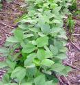 This is a soybean field at the Penn State Russell E. Larson Agricultural Research farm at Rock Springs, Pa.