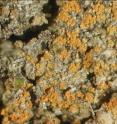 This is <i>Caloplaca obamae</i> growing on Pleistocene soils on Santa Rosa Island.