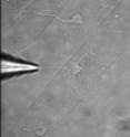 This photo shows a rat neuron with a micropipette inserting mRNAs directly onto the cell. After laser photoporation the mRNA goes into the cell and the TIPeR-induced changes in cell phenotype are initiated