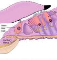 The illustration shows a cross-section of part of the cochlea, the fluid-filled part of the inner ear that converts vibrations from incoming sounds into nerve signals that travel to the brain via the auditory nerve. University of Utah and Baylor College of Medicine researchers found evidence that stereocilia -- bundles of tiny hair-like tubes atop "hair cells" in the cochlea -- dance back and forth to mechanically amplify incoming sounds via what is known as the "flexoelectric effect."