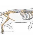 Skeletal illustration of <i>Puijila darwini</i>.