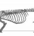 Reconstruction of skeleton showing preserved bones in dark grey.