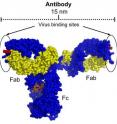 This anti-HIV antibody has a typical Y-shaped architecture and a span of 15 nanometers.