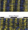 Time course of gene expression of 24-, 12-, and 8-hour periods. Bright yellow depicts gene expression twice that of the median level while bright blue depicts expression less than 50 percent of the median level. The time of peak expression of 24-hour cycling genes show a roughly equal distribution over the course of a day. In contrast, peak expression of both 12-hour peaks correlate with subjective dusk and dawn.