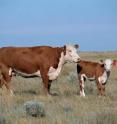 The first cow genome to be sequenced was that of a Hereford cow named L1 Dominette,  shown here with her calf.