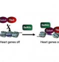 This represents how the cardiogenic factors turn on heart genes. The transcription factors, Tbx5 and Gata4, can't access the DNA unless Baf60c is present. When all three are introduced, Baf60c helps open up the closed chromatin, and lets Tbx5 and Gata4 work together to turn on the heart genes.