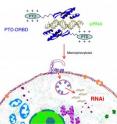 This is a PTD-DRBD fusion protein.