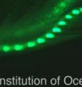 Amphioxus fluorescence is only very intense in specific areas of the mouth.
The remainder of the body shows less or no fluorescence.  This discrepancy
in fluorescence distribution is possible because the 16 GFPs of amphioxus
have different fluorescent capacities.