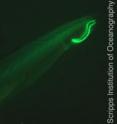 Amphioxus fluorescence is only very intense in specific areas of the mouth.
The remainder of the body shows less or no fluorescence.  This discrepancy
in fluorescence distribution is possible because the 16 GFPs of amphioxus
have different fluorescent capacities.