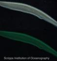 Under white light (top), amphioxus appears whitish/translucent. Under
epifluorescence (bottom), amphioxus exhibits strong green fluorescence in
the head part (arrow), while the rest of the body is either slightly
fluorescent or not at all. Different parts of amphioxus seem to express
different GFPs, with distinct fluorescence capacity and/or antioxidant
capacity.