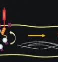 Receptors are needed for synapses to become functional. Neuroligin (red) on the surface of the cell is tethered to neurotransmitter receptors (mauve) that reside in intracellular vesicles. This enables both synaptic components to move together to a site of synapse formation.