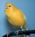 Young male canaries sing normally, despite having heard poor songs as juveniles from role models.