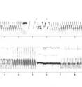 This is the sonogram of a tutor (above) and that of a juvenile at 12 months (below). The corresponding audio files are available to listen to below under related links.