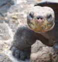 This is a Galapagos giant tortoise.