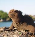 This is a marine iguana.