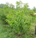 Douglass Jacobs examines a young hybrid of the American chestnut. He expects the trees could be reintroduced in the next decade.