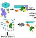 TRAP (in green, orange and yellow) binds to a tag on known protein (#2). Light crosslinks TRAP's benzophenone to mystery protein (#1). Subsequent biochemical analysis reveals clues to unknown protein (#1).