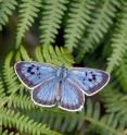 <i>Maculinea arion</i> female in Dartmoor, UK. This image relates to an article appearing in the June 18, 2009, issue of <i>Science</i> Express, published by AAAS. The study, by Dr. Jeremy Thomas at the University of Oxford in Oxford, UK, and colleagues, is titled,