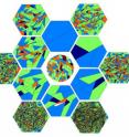 Using a computational model, Nagpal and her collaborators demonstrated that the regularity of epithelial tissues, e.g. the percentage of hexagons, can act as an indicator for inferring properties about how cells divide.