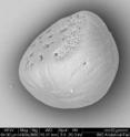 This is a side view of an otolith imaged with a scanning electron microscope. The top is smooth (oriented downward) and the bottom is pitted. The holes are approximately 1-2 microns in diameter.