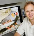 University of Illinois cell and developmental biology professor David Clayton and his colleagues saw an unusual pattern of gene activity in the brains of zebra finches after the birds heard an unfamiliar song.