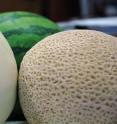 Melons -- they come in all sizes, shapes and colors. People around the world love them. Researchers at Texas AgriLife Research have mapped the melon genome with hundreds of DNA markers.