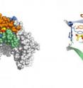 Left: X-ray crystallography revealed a binding site for alcohol in an ion channel that plays a key role in several brain functions associated with drugs of abuse and seizures.

Right: This image shows a detailed view of the alcohol binding pocket with the ethanol molecule shown in yellow and red.