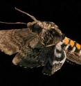 The wing of a <i>Manduca sexta</i>, or tobacco hawkmoth, reveals the extent of deformation during flight.