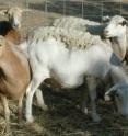 The newest revolution in microbiology testing walks on four legs and says “baa”. It’s the hair sheep, a less-hirsute version of the familiar woolly barnyard resident. A new study from the Stanford University School of Medicine finds that not only are these ruminants low-maintenance and parasite-resistant, they’re also perfect blood donors for the microbiology tests necessary to diagnose infectious disease in the developing world.