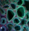 These confocal fluorescence images of a switchgrass plant cell wall show (a) before pretreatment with the EmimAc ionic liquid and (b) 10 minutes after treatment, in which the cell wall has swollen in size, a prelude to its dissolution.