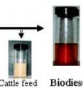 Discarded chicken parts may
provide an abundant source of
biodiesel fuel, scientists say.