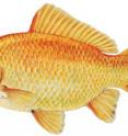 This is a goldfish.