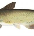 This is a channel catfish.