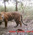 This Bengal tiger (<i>Panthera tigris tigris</i>) was caught on a camera trap in Nepal's Terai Arc Landscape as part of an estimate of tiger populations.