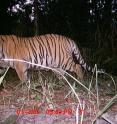 This Bengal Tiger (<i>Panthera tigris tigris</i>) was caught on a camera trap in Nepal's Terai Arc Landscape as part of an estimate of tiger populations.