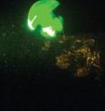 This is an image of planar laser induced fluorescence measurement of a Mastigias sp. jellyfish during a night dive in Jellyfish Lake, Palau.