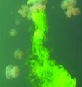 This image shows dye measurement of induced fluid drift caused by a Mastigias sp. jellyfish in Jellyfish Lake, Palau.