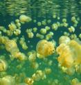 This image shows a view of Jellyfish Lake in Palau, with golden jellyfish "biomixing" the waters.