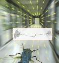 Specific flight patterns are simulated by controlling optical "flux fields" presented to the fly.