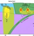 This illustration shows a cross section of the Earth beneath New Zealand's South Island. This is one of the planet’s youngest subduction zones, where the Pacific Plate collides with the Australian Plate and "subducts" or dives beneath it. The illustration, based on actual data from a University of Utah study, shows five places where water (lime green, yellow and reddish colors) is rising from the subduction zone to help pave the way for earthquakes, either by triggering quakes on steep thrust faults (far left), accommodating the motion of strike-slip faults like the Alpine fault and other faults (center and right) or by creating new faults or widening them (far right).