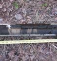 This is a sediment core sample collected in a laguna along the Florida Panhandle.